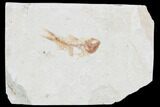 Bargain, Cretaceous Fossil Fish (Armigatus) - Lebanon #102563-1